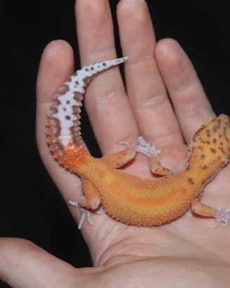 Geco leopardino