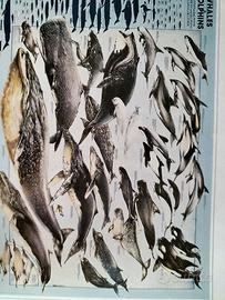 stampa balene e delfini