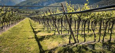 Vigneto produttivo a Volano (TN) con impianto in p