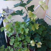 ginkgo biloba 