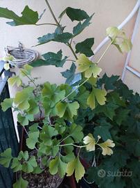 ginkgo biloba 