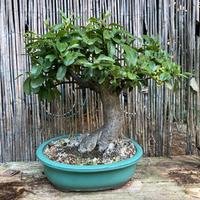 Bonsai di piracantha