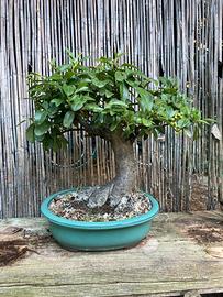 Bonsai di piracantha