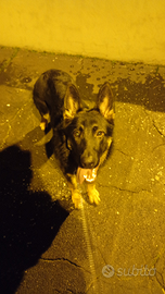 Pastore tedesco Linea lavoro