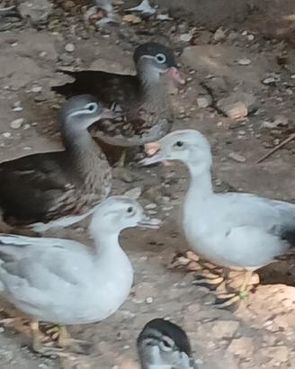 Coppia di anatra Carolina silver