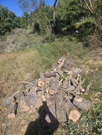 Legna da ardere Olivastro