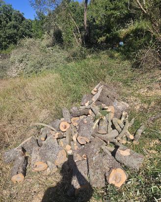 Legna da ardere Olivastro