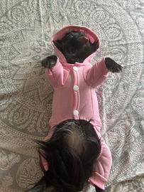 Vestitino chiwawa e cani piccoli rosa