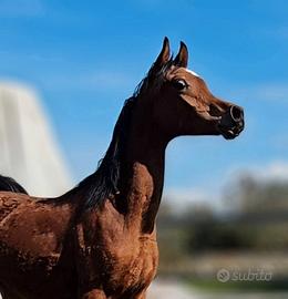 Puledro Arabo Purosangue