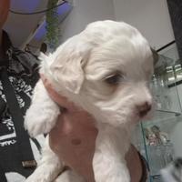 Cuccioli maltese