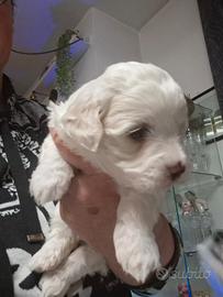 Cuccioli maltese