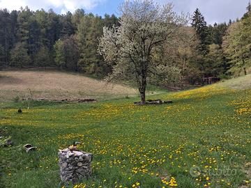 terreno agricolo tra spiazzi e Ferrara di 12000 mq
