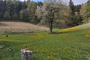 terreno agricolo tra spiazzi e Ferrara di 12000 mq