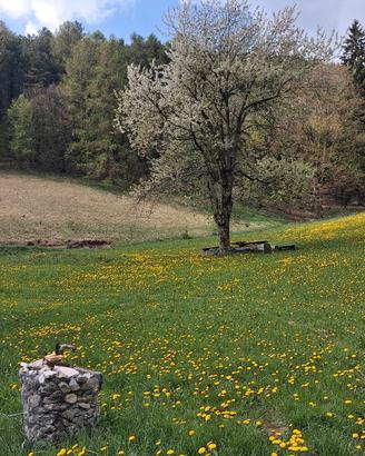 terreno agricolo tra spiazzi e Ferrara di 12000 mq