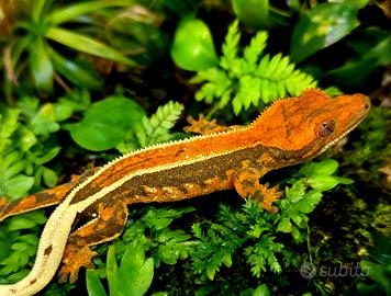 Geco Ciliatus femmina 9 mesi Tricolor,teca,insetti