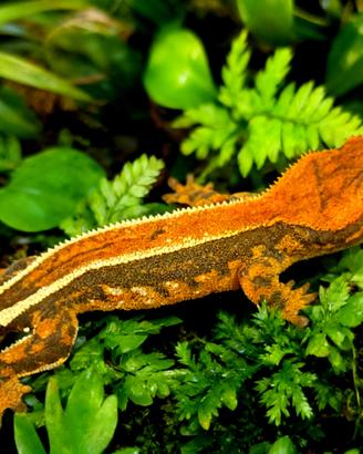 Geco Ciliatus femmina 9 mesi Tricolor,teca,insetti
