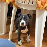 American Staffordshire Amstaff