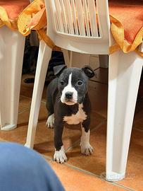 American Staffordshire Amstaff