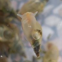 Lymnea Stagnalis