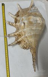 Conchiglia Strombo Lambis Truncata 36 cm circa
