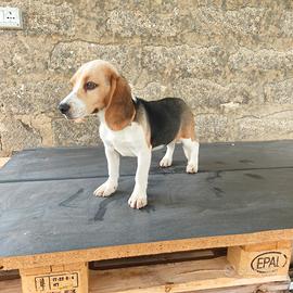 Beagle pedigree