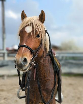 Pony
