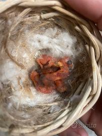 Cardinalini e gabbie