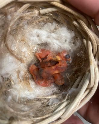 Allevamento in blocco uccelli più accessori