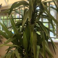 Yucca - Tronchetto Felicità - Piante ventennali