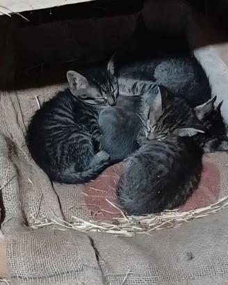 Cuccioli di Maine Coon e meticcio