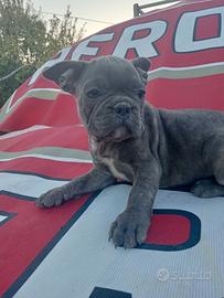 Cucciola Bulldog francese
