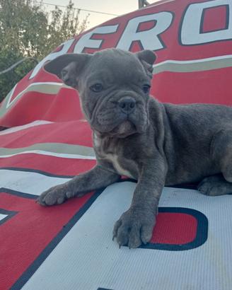 Cucciola Bulldog francese