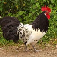 Galli di razza Lakenfelder