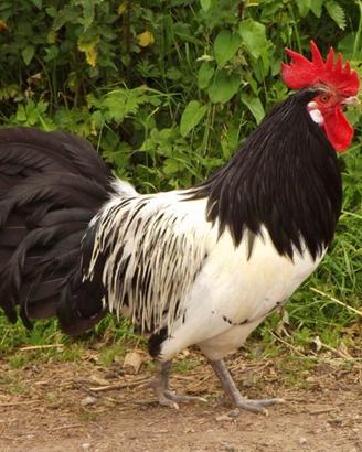 Galli di razza Lakenfelder