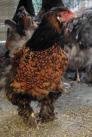 Coppia di Brahma Oro orlato nero