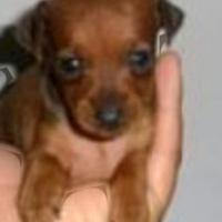 Cuccioli pinscher toy