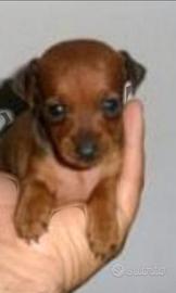 Cuccioli pinscher toy