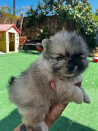 Cuccioli di Pomerania