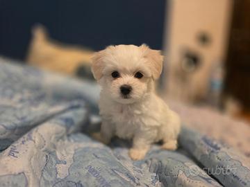 Maltese disponibile a giugno