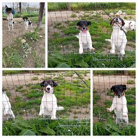 Stupendi cuccioli di jack russell