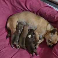 Cuccioli chihuahua