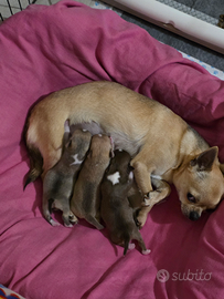 Cuccioli chihuahua