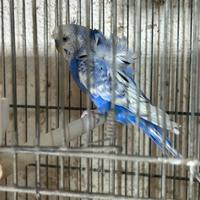 Pappagalli cocoriti arricciati