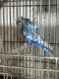 Pappagalli cocoriti arricciati