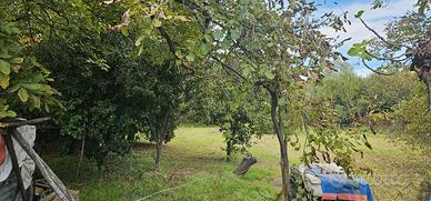 Terreno agricolo