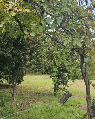 Terreno agricolo