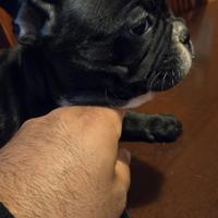 Bulldog francese