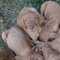 Cuccioli di bracco ungherese (vizsla)con pedigree