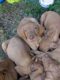 Cuccioli di bracco ungherese (vizsla)con pedigree