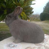 Coniglio volpe